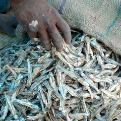 Small Pelagic Fish Can Protect Africa's Lake Biodiversity And Boost Food Security, Study Says
