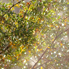 Rain in the Creosotes