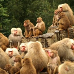 MONKEY TRIBE