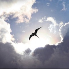 Vesper Flight for flute and piano (2021)