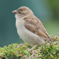 Hossilton Fair (Demo)