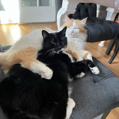 Kittystep