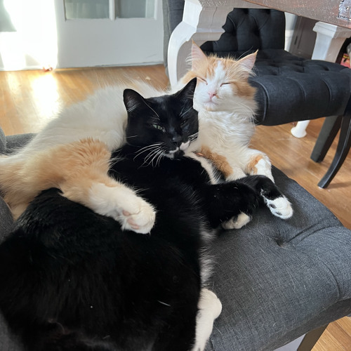 Kittystep
