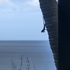 DANS LE PLUMARD V1.wav