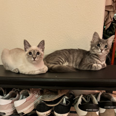 Deep House with My Cats | Volume 1