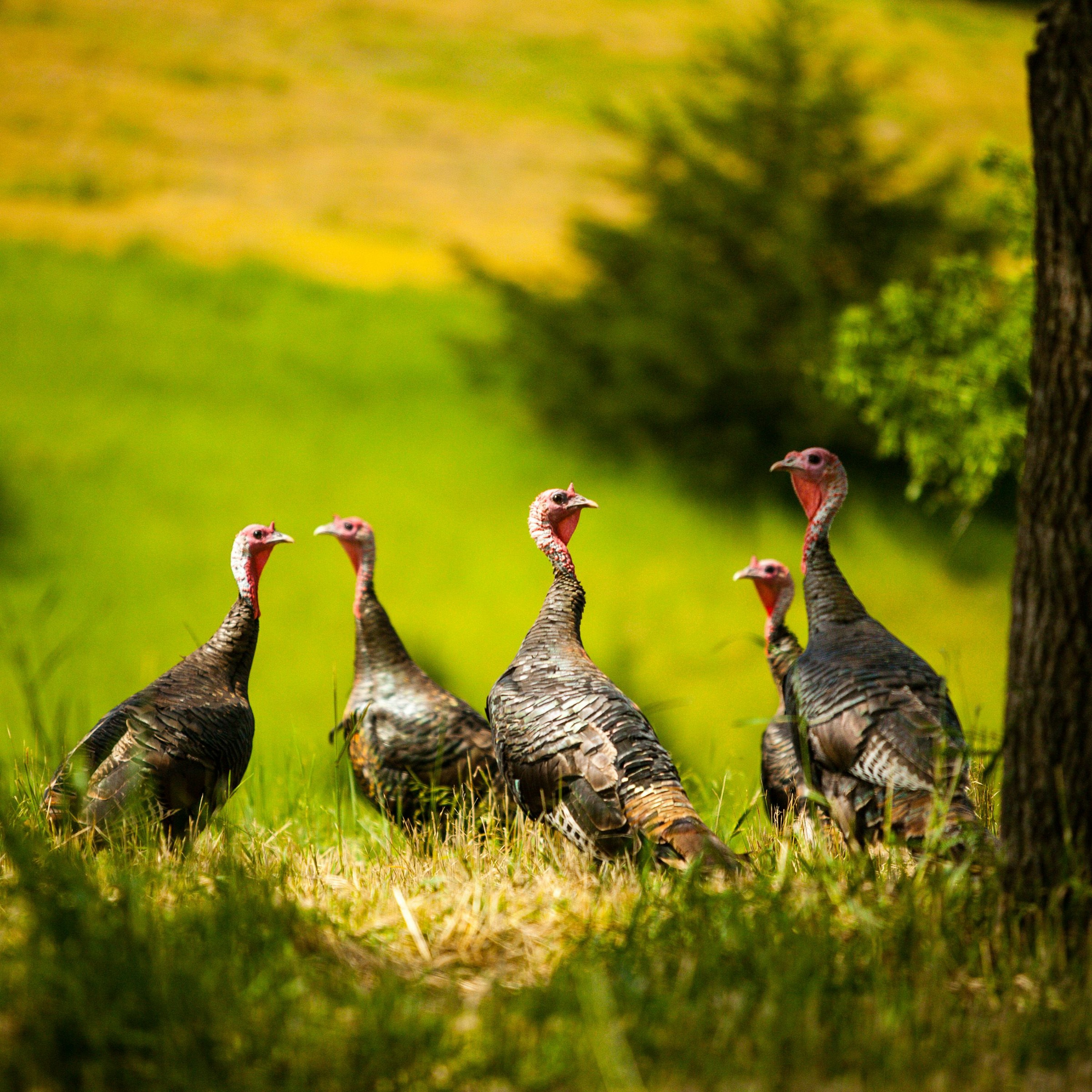 Lethality of Turkey Shot