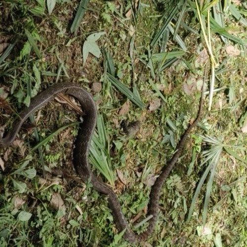 || PSY-TECH || "THE SNAKE WHISPERER || Freestyle mix