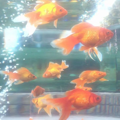 crystal_goldfish