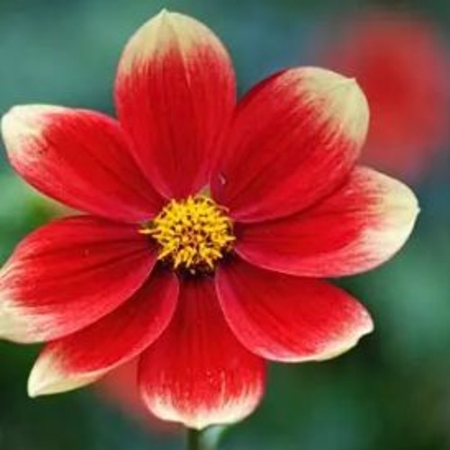 i want everything to erase (prod by Aki)