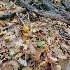 Mandatory Decadence w/ Tyler - Feb 17, 2023