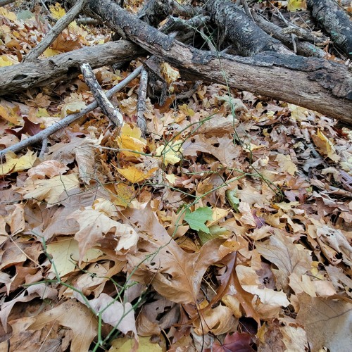 Mandatory Decadence w/ Tyler - Feb 17, 2023