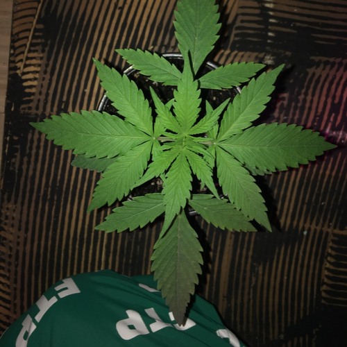 Crystal Meth Manifestation By Psychotic