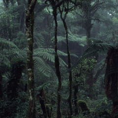 Q-Bylon - In Forest We Trust (Mix)
