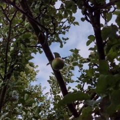 Last Apple On The Tree