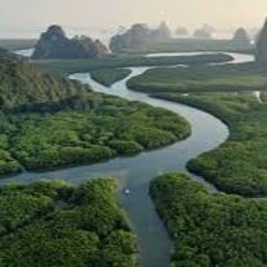 Amazonia Lounge + Cello