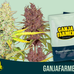 Cannabisanbau auf dem Balkon: Tipps von Ganja Farmer