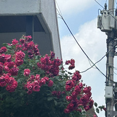 좋아해 .. - 죠지 (cover)