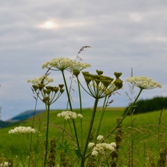 Tattie Line by Brian Johnstone