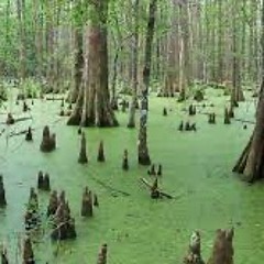 Swamp