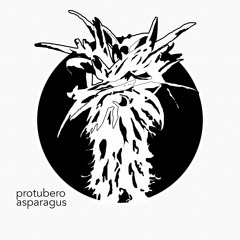 Protubero - Asparagus
