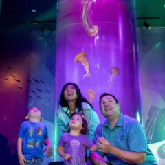 Jewels of the Sea: a Jellyfish Experience at SeaWorld San Diego