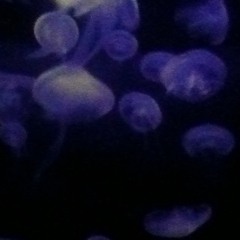 coralfase behind the scenes