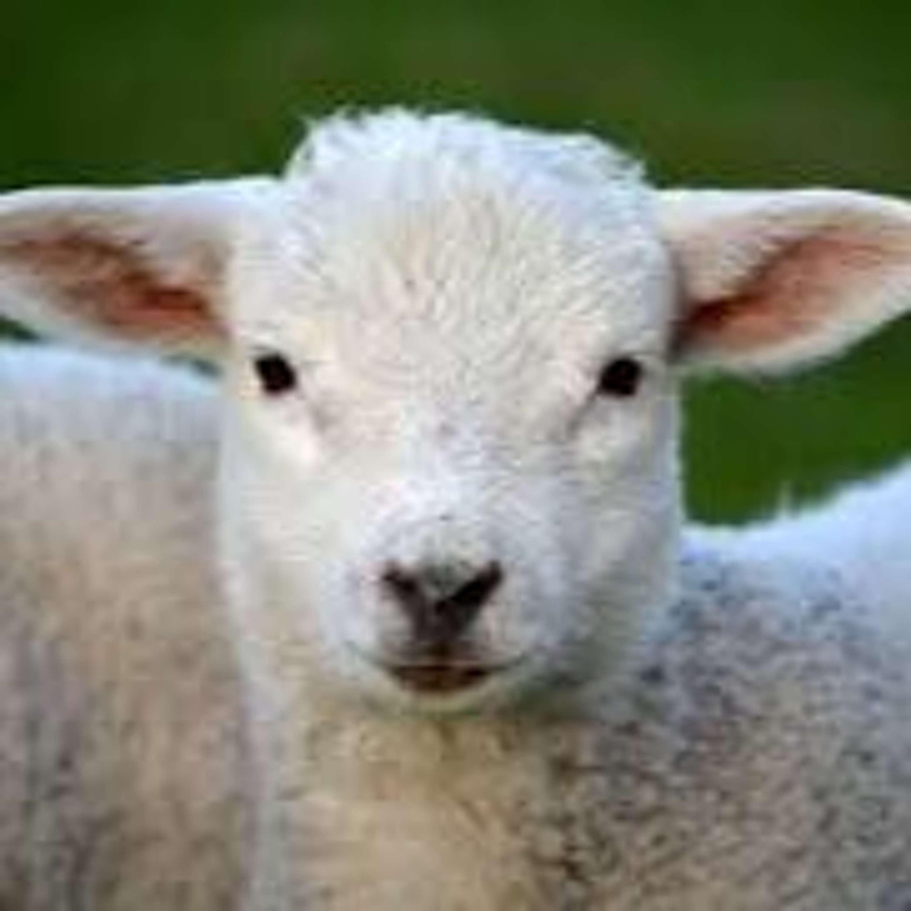 Matthew 18:10-14--The Sheep Seeking Shepherd episode artwork