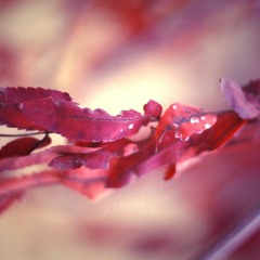 Red Leaves