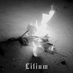 Lilium