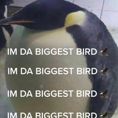 big black birds gay remix