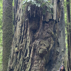 Tree of Life