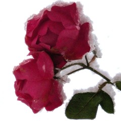 medical (prod eucliwood)