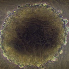 Cells