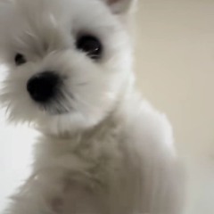 걸스카우트 쿠키
