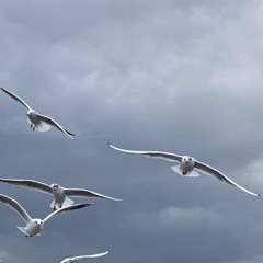 Купленная музыка - 34