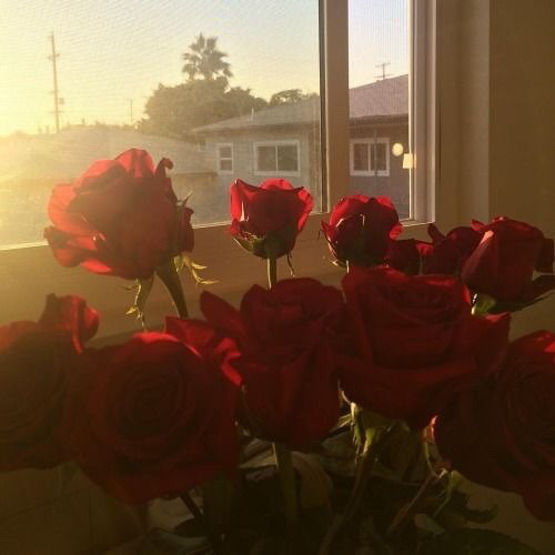 4rif- III. Roses