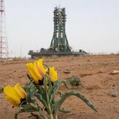 Preflight Flower(2025)