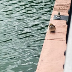 か弱いクリスタル