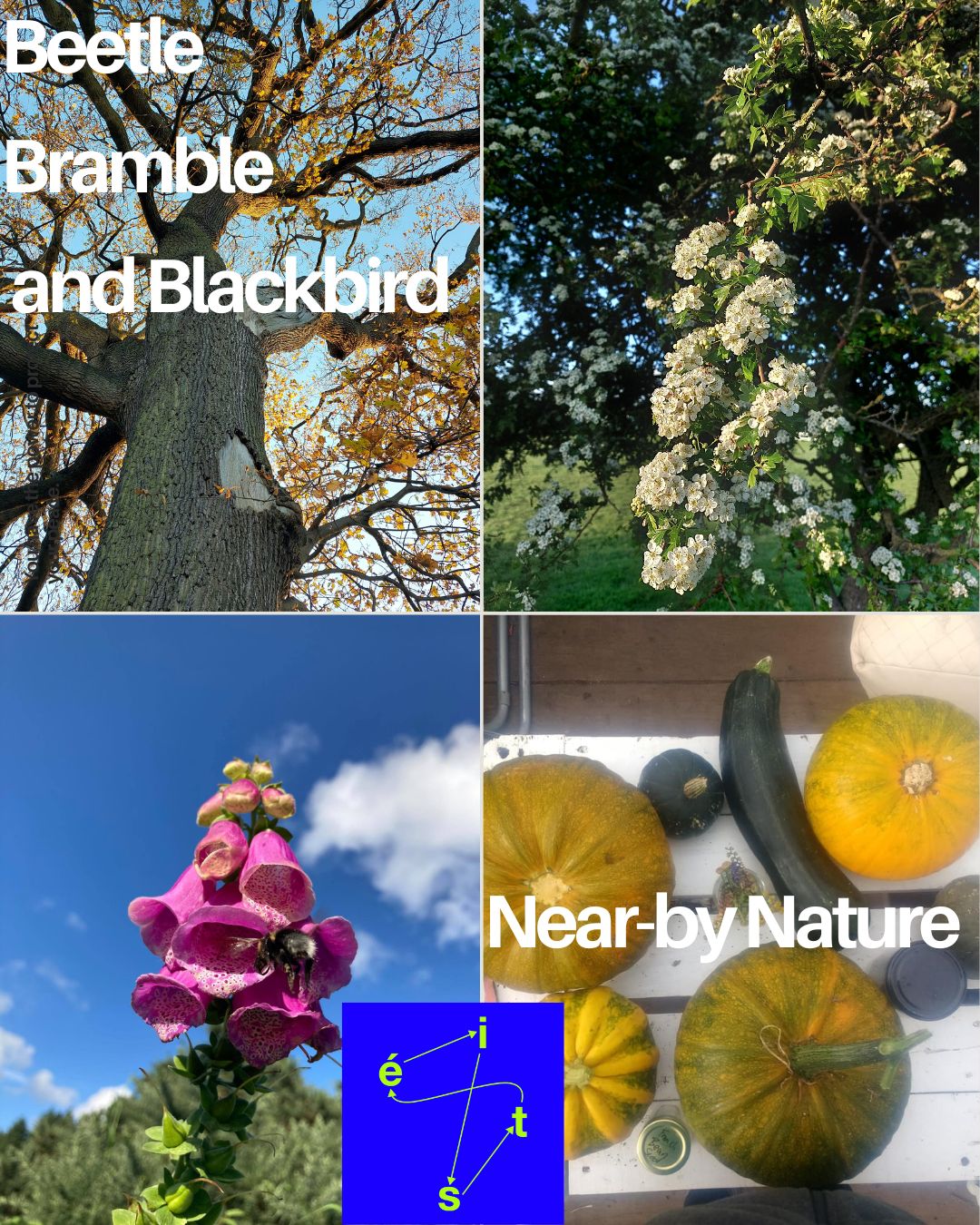 Beetle, bramble and blackbird: Near-by Nature
