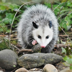 march of the hungry possums - relaxing monotonous rhythm