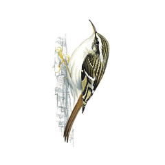 Treecreeper
