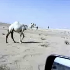 ‎⁨حاضر الحبيني الكامله⁩