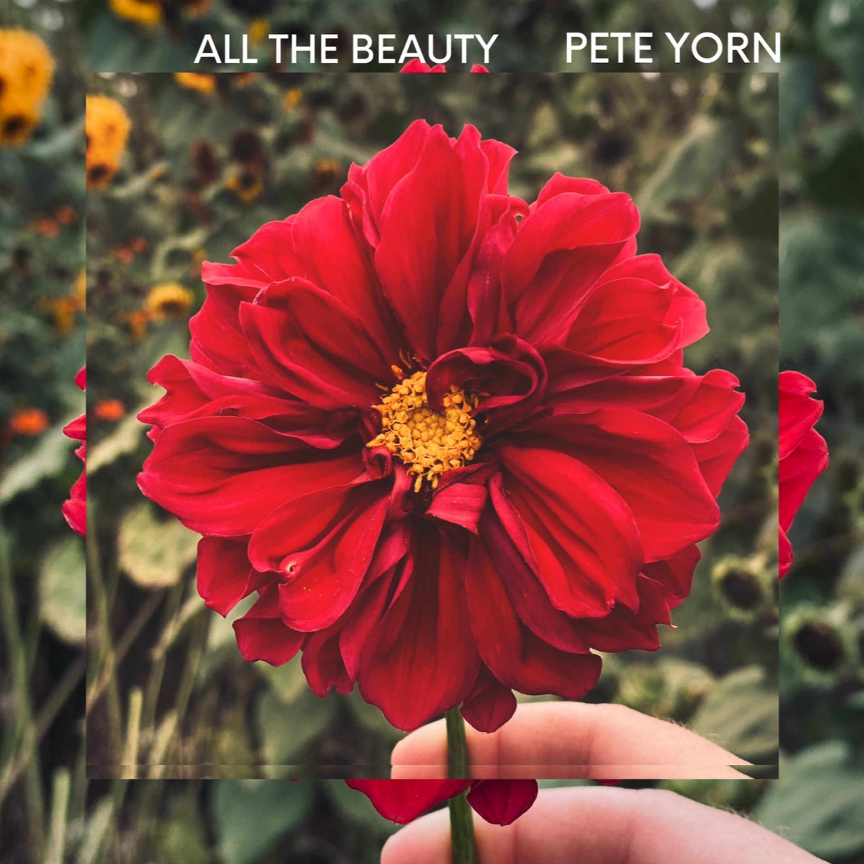 Stereo Embers The Podcast 0513: Pete Yorn episode artwork