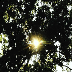 Ozoliņi (Orchestral Version)