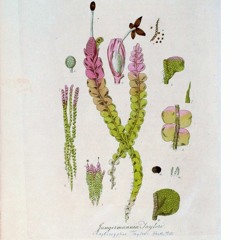 HK_Fantaisies_tracks_273