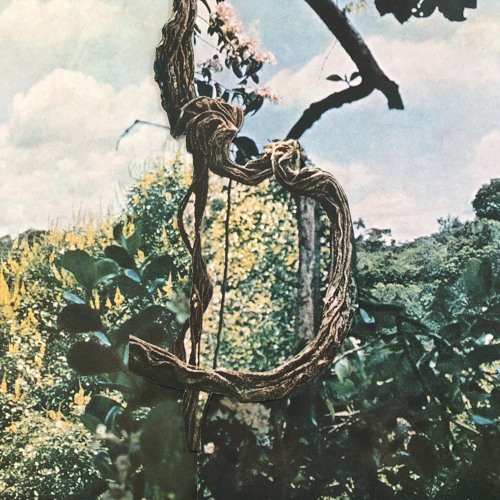 Celer + Forest Management - Indistinguishable from magic + A big and a strange place (Remastered)