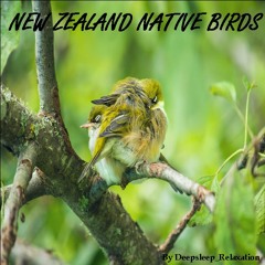NEW ZEALAND NATIVE BIRDS RELAX