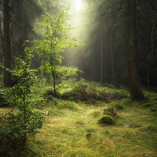 light forest