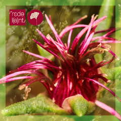 RDT092 Lucero - Fever Dance