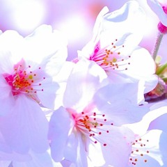 Sakura koi (Acoustic Cover)